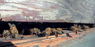 Eastern Cape bee farmer’s commercial success