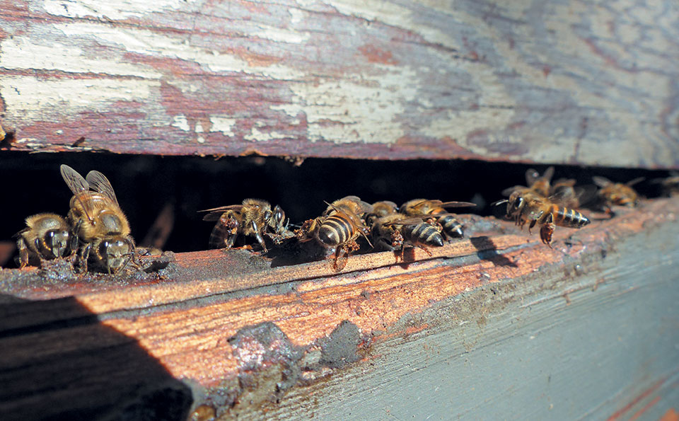 Bee farmer, Kola le Roux