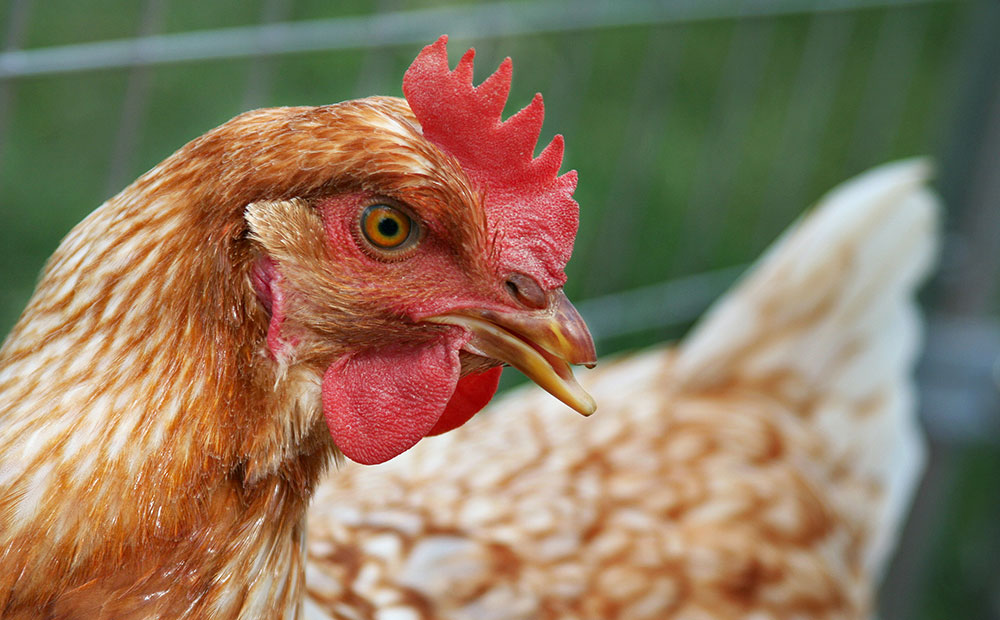 Dumping, bird flu, cripples SA poultry and grain producers
