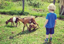 Business and legal implications of an agritourism venture