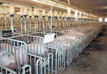 Investing in animal welfare pays off for German piggery