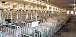 Investing in animal welfare pays off for German piggery