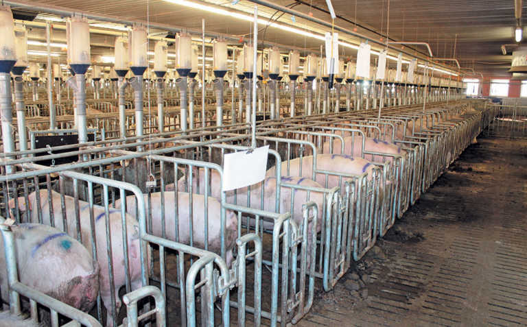Investing in animal welfare pays off for German piggery