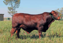 The Santa Gertrudis: an amazing all-rounder