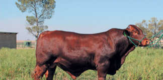 The Santa Gertrudis: an amazing all-rounder