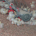 How to succeed with  small-scale chicken farming