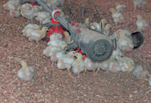 How to succeed with small-scale chicken farming