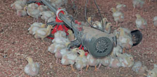 How to succeed with small-scale chicken farming