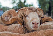 Merino farming family shares recipe for success