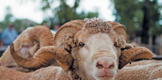 Merino farming family shares recipe for success