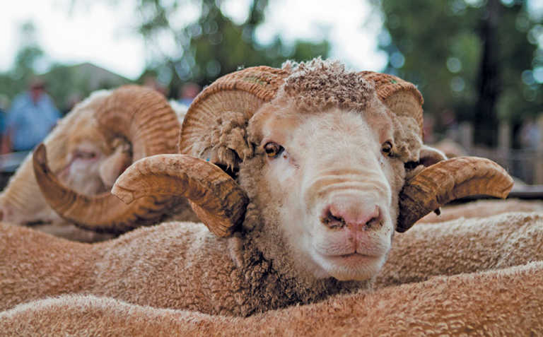 Merino farming family shares recipe for success