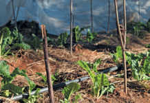 Small land, big dreams for urban veggie farmer