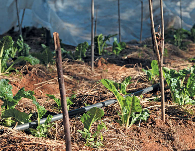 Small land, big dreams for urban veggie farmer Small land, big dreams for urban veggie farmer