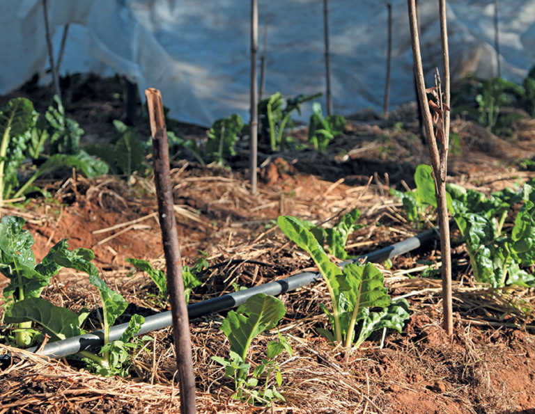 Small land, big dreams for urban veggie farmer