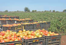 New fresh produce market set to boost Nigerian agri sector