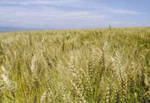 wheat-Winterton-(169)-PANNAR