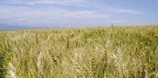 wheat-Winterton-(169)-PANNAR