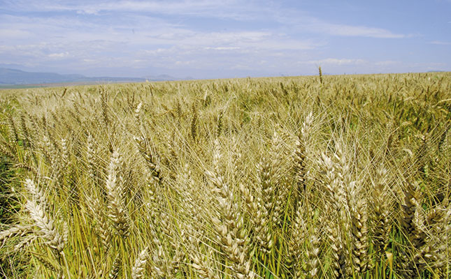 Boost for East African wheat production