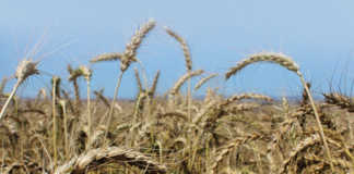 Less rain and less wheat for the Western Cape