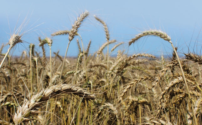 Less rain and less wheat for the Western Cape