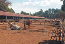 Affordable tests to optimise feed conversion