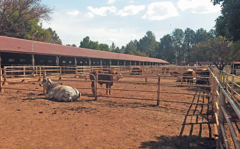 Affordable tests to optimise feed conversion Affordable tests to optimise feed conversion