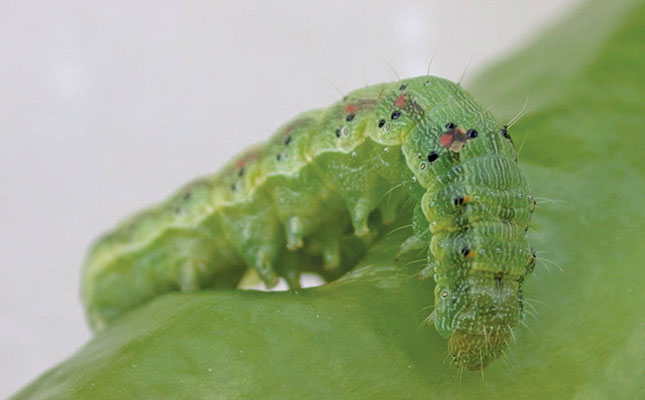 Experts warn of explosion in plant pest populations Experts warn of explosion in plant pest populations