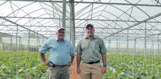 Cucumber farming: volume and quality trump shrinking margins