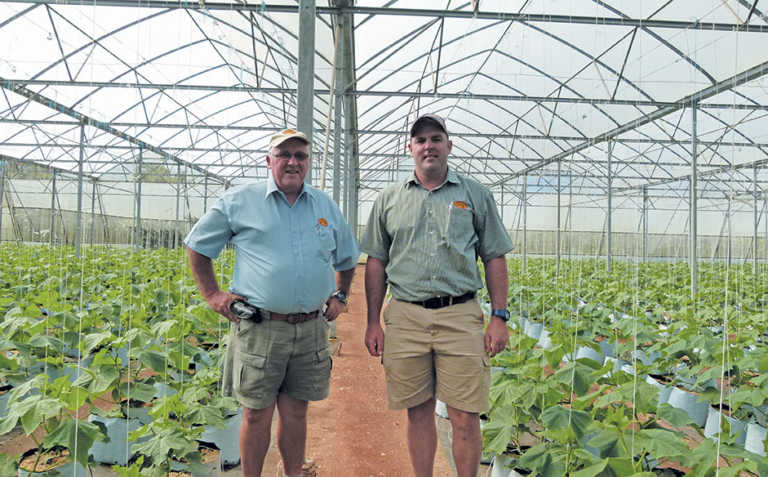 Cucumber farming: volume and quality trump shrinking margins