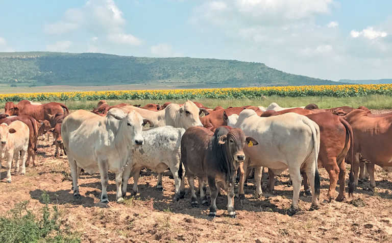 Boran crosses produce fine weaners for the feedlot industry