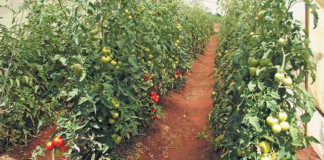 Do your homework before starting tomato production