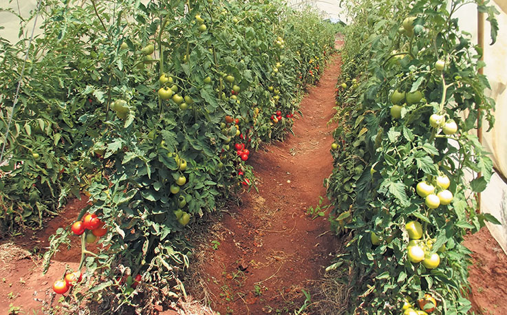 Do your homework before starting tomato production Do your homework before starting tomato production