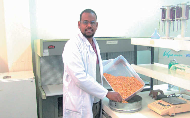 SA scientist’s maize weevil control breakthrough SA scientist’s maize weevil control breakthrough