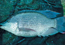 Cold-tolerant tilapia can weather winter’s chill