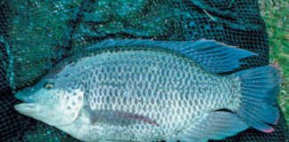 Cold-tolerant tilapia can weather winter’s chill