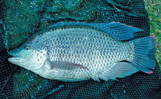 Cold-tolerant tilapia can weather winter’s chill