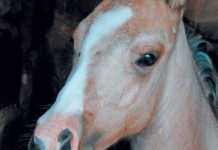 Protect your horse from the sun