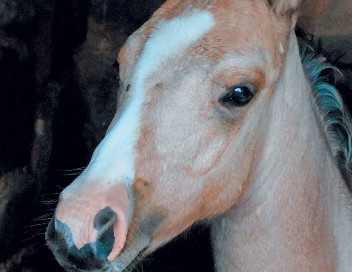 Protect your horse from the sun Protect your horse from the sun