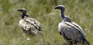 Cattle painkiller found toxic to vultures