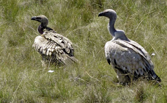 Cattle painkiller found toxic to vultures