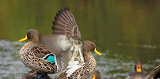 Bird flu kills over 500 wild birds in Johannesburg