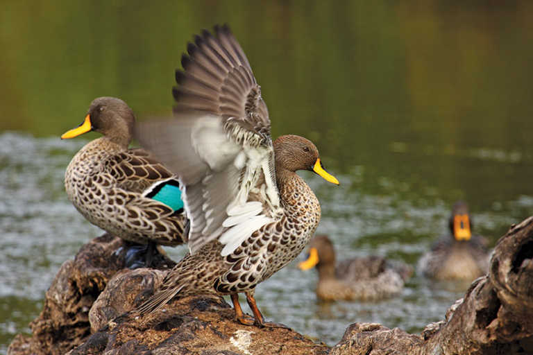 Bird flu kills over 500 wild birds in Johannesburg Bird flu kills over 500 wild birds in Johannesburg