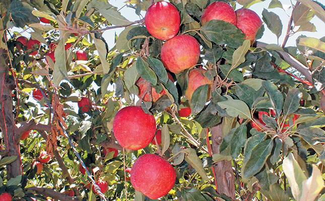 North Africa: South Africa’s next prime export market? North Africa: South Africa’s next prime export market?