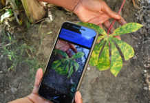 Disease identification app to boost food security in Africa