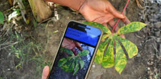 Disease identification app to boost food security in Africa