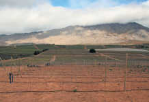 Ceres farmer achieves best-ever harvest, despite drought