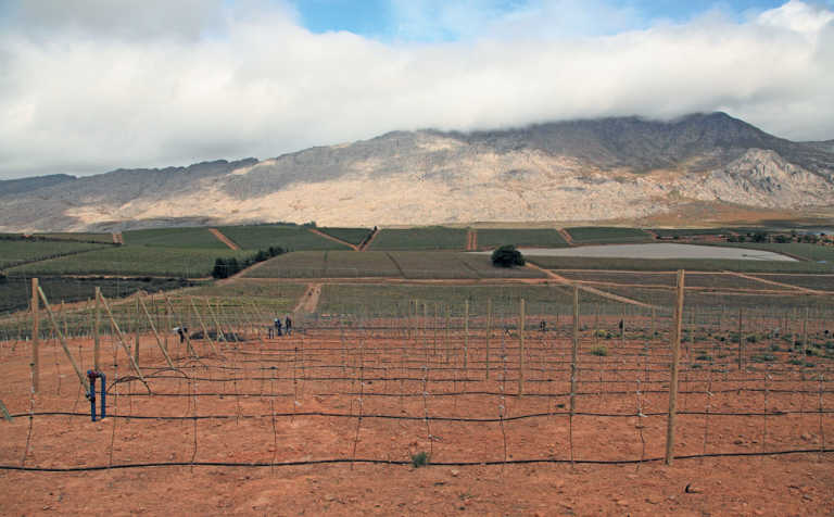 Ceres farmer achieves best-ever harvest, despite drought