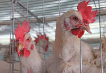 SA company aims to improve Mozambican chicken production