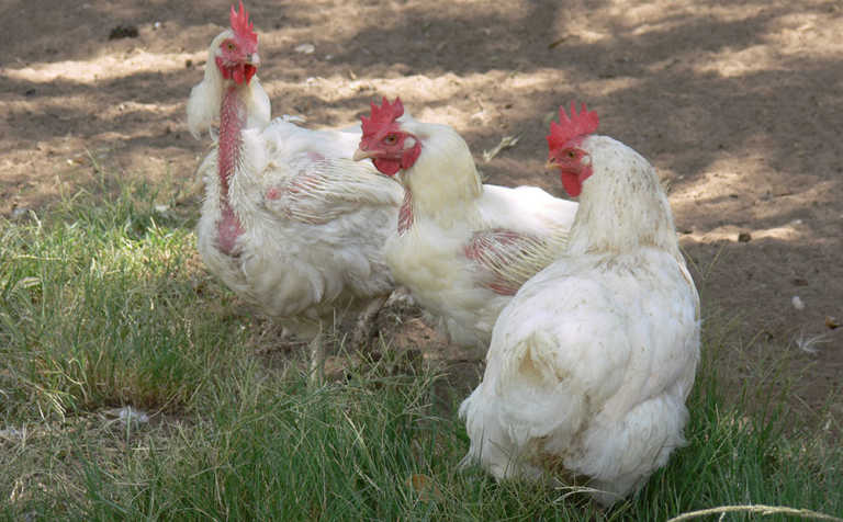Should vaccines be used to curb avian influenza? Should vaccines be used to curb avian influenza?