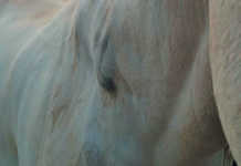 Helping a horse recover from injury